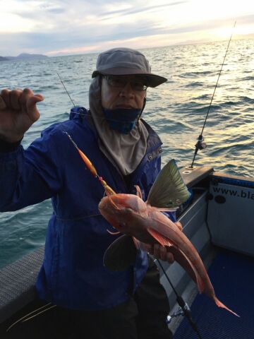 A Gurnard landed by Albert from a Black Pearl Charter in Mana.
